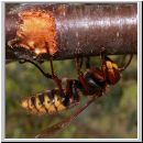 Vespa crabro - Hornisse 06.jpg